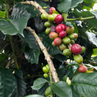 voyage-moto-monsieur-pingouin-costa-rica-cafe