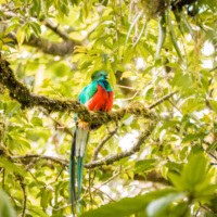 voyage-moto-monsieur-pingouin-costa-rica-quetzal