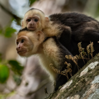 voyage-moto-monsieur-pingouin-costa-rica-singe